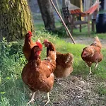 La Moixardina Διαμέρισμα Ardanué
